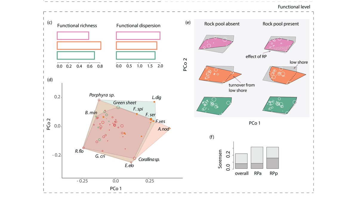 Functional diversity declines with environmental stress at local scales as over-dispersion is lost. bit.ly/329qV3H

@treevineseaweed <a href="/AlizeeMauffrey/">Alizée Mauffrey</a> used a novel trait-database and community data to re-examine classic zonation patterns on rocky shores. Check it out!