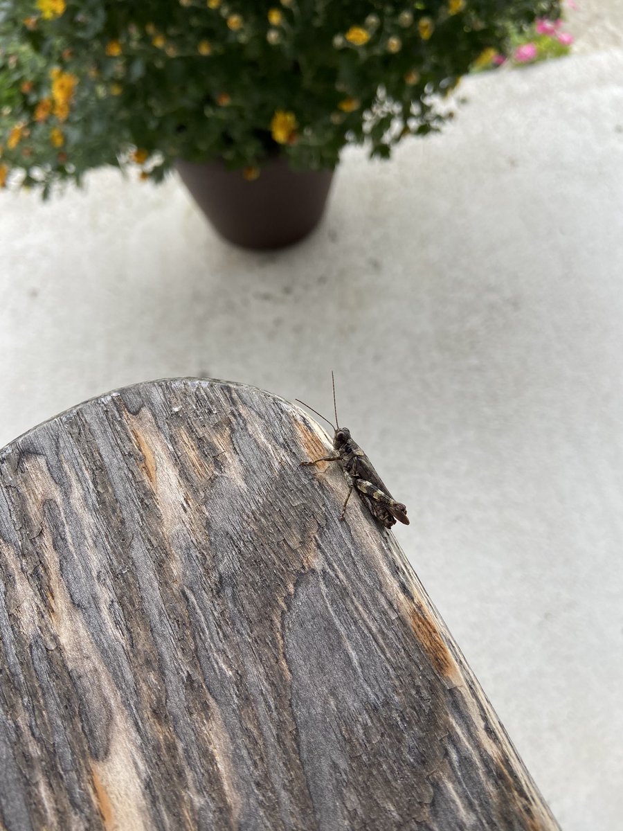 Mrs. McGrady tweet media