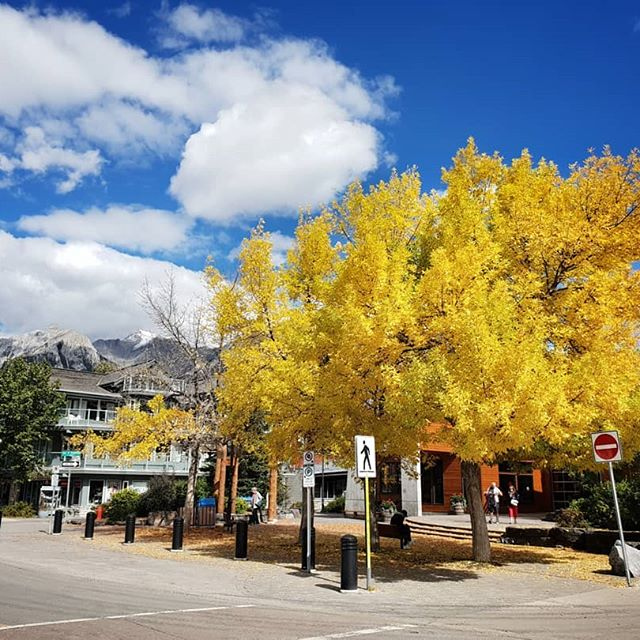 Take in the last warm days of the year and get out there this weekend. Take your dog for a walk, grab a coffee, a bite to eat, wonder around our many locally owned stores and support Canmore. #lovecanmore #canmore 📷 @mountainjuicecafe⁠
