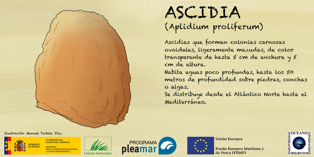 ReservasMarinas's tweet image. #faunareservada Aplidium proliferum: Ascidias sésiles, se encuentran sujetas a rocas o conchas, forma colonias carnosas ovoidales, transparente de hasta 5 cm de anchura y 5 cm de altura. Habita aguas poco profundas.🌊 🌊#ProgramaPleamar@garantiadefuturo@ReservasMarinas@oceanoalfa