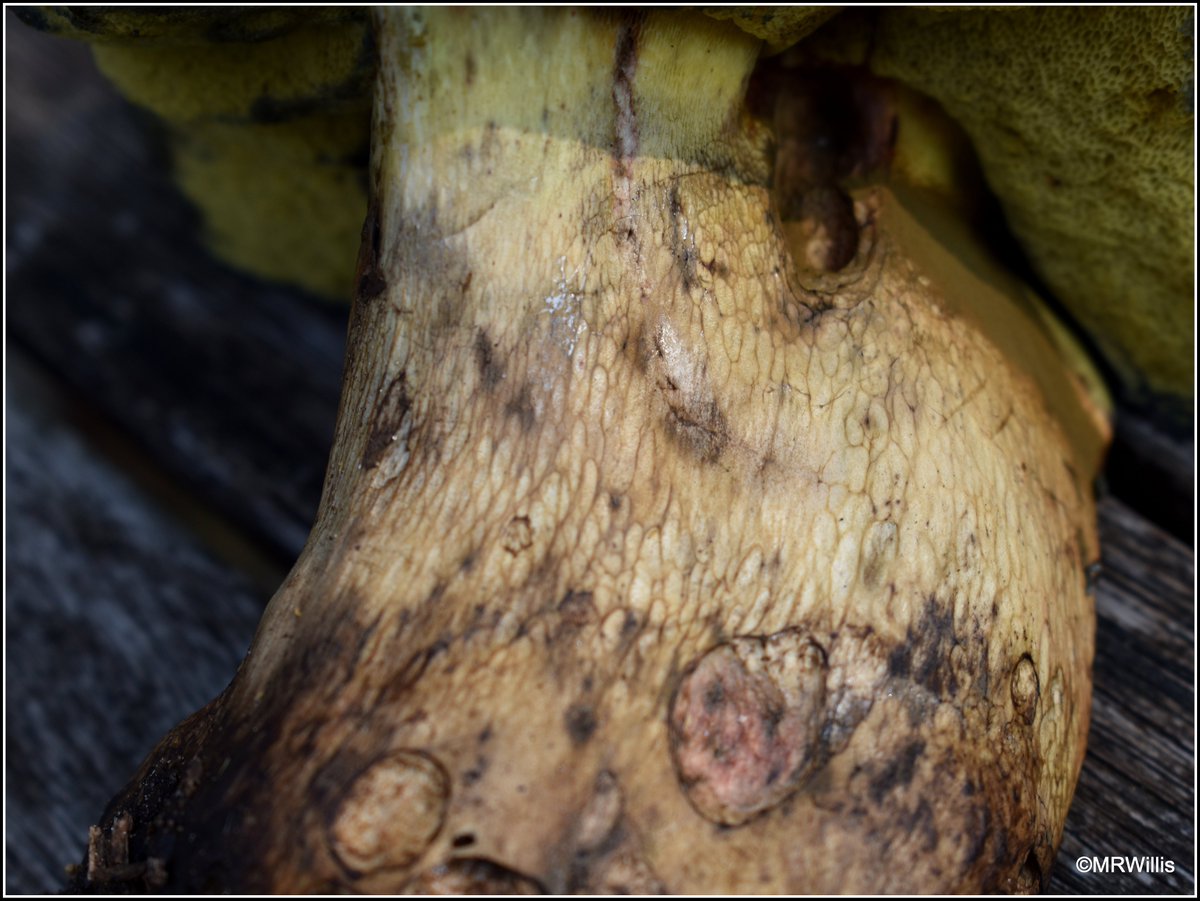 Caloboletus radicans - Rooting Bolete.