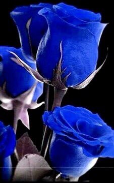 “”I was collecting blue in my dream for both of us.””
