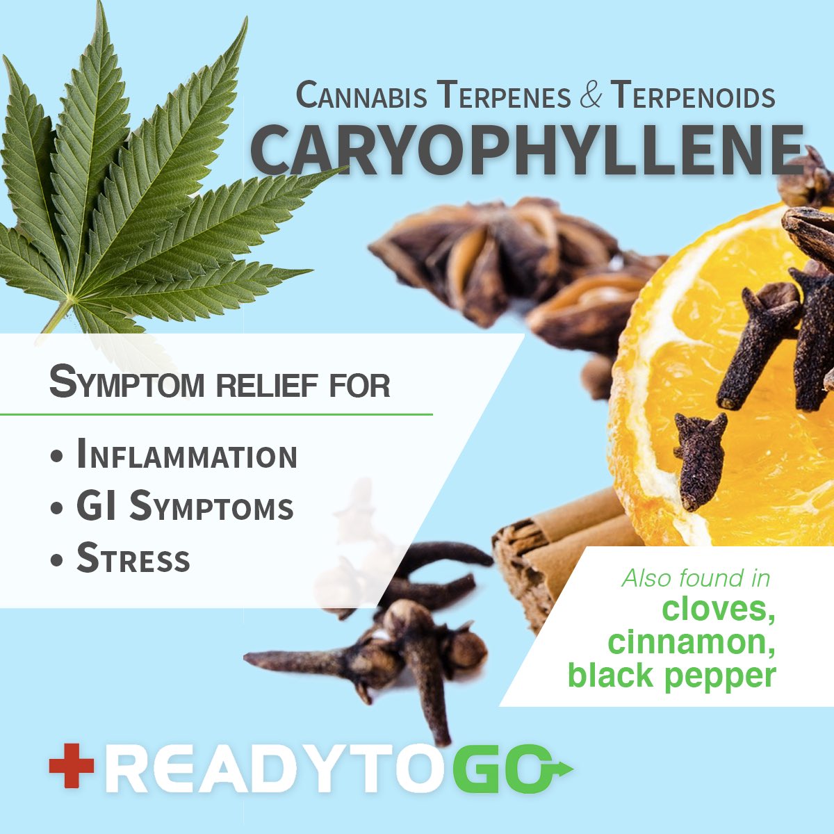 readytogoclinic's tweet photo. Caryophyllene is found in cloves, cinnamon and black pepper, and can bind directly to our CB2 receptors to activate anti-inflammatory pathways. 

Learn how cannabis can help you, call us to find the right treatment at 226-700-9739 or by visiting https://t.co/PsA2IBkGM4 https://t.co/y5OF2PPy92