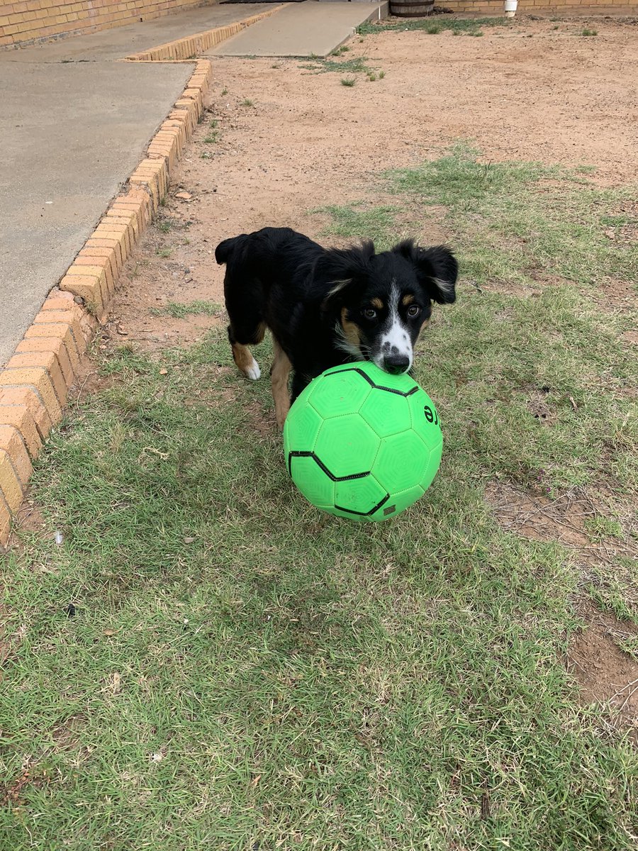 yellow-carded for ball theft