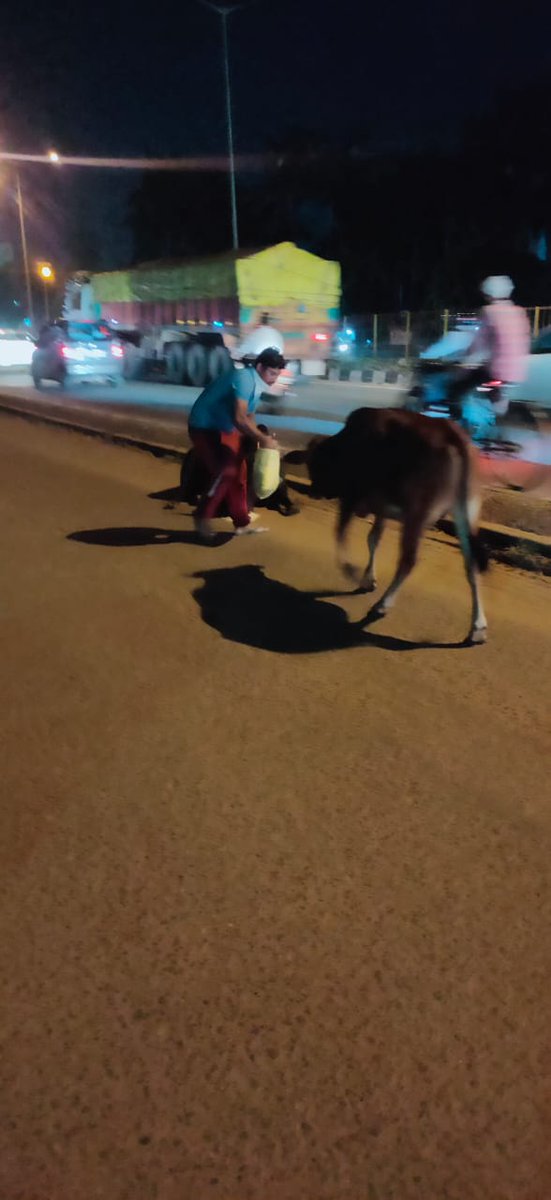 teamsevasft's tweet photo. #Latepost
#10thWeek
#Divya_Aadhaar
#Protection_to_Animals
#CONCERN_FOR_STRAY_ANIMALS_BY_SEVA_SOCIAL_FOUNDATION_TRUST
(Cows and Bulls are labelled with glow stickers in Bhubaneswar)BBSR-10.09.2020 
@teamsamarpita @Uditsahuodisha @sadasiba2013 @anek_rout @ViralRotiBanks @AGarabadu https://t.co/9va1mhhled