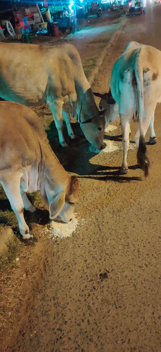 teamsevasft's tweet photo. #Latepost
#10thWeek
#Divya_Aadhaar
#Protection_to_Animals
#CONCERN_FOR_STRAY_ANIMALS_BY_SEVA_SOCIAL_FOUNDATION_TRUST
(Cows and Bulls are labelled with glow stickers in Bhubaneswar)BBSR-10.09.2020 
@teamsamarpita @Uditsahuodisha @sadasiba2013 @anek_rout @ViralRotiBanks @AGarabadu https://t.co/9va1mhhled