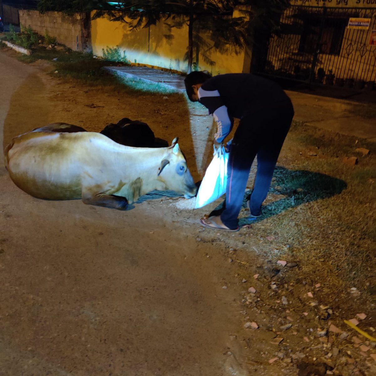 teamsevasft's tweet photo. #11th_Week
#Divya_Aadhaar
#Protection_to_Animals
#CONCERN_FOR_STRAY_ANIMALS_BY_SEVA_SOCIAL_FOUNDATION_TRUST
(Cows and Bulls are labelled with glow stickers in Bhubaneswar)BBSR-17.09.2020 
@BehuraGitanjali @teamsamarpita @sadasiba2013 @Sangram_Gala @CHIKUKALRA @ViralRotiBanks https://t.co/IsxXy0wGA1