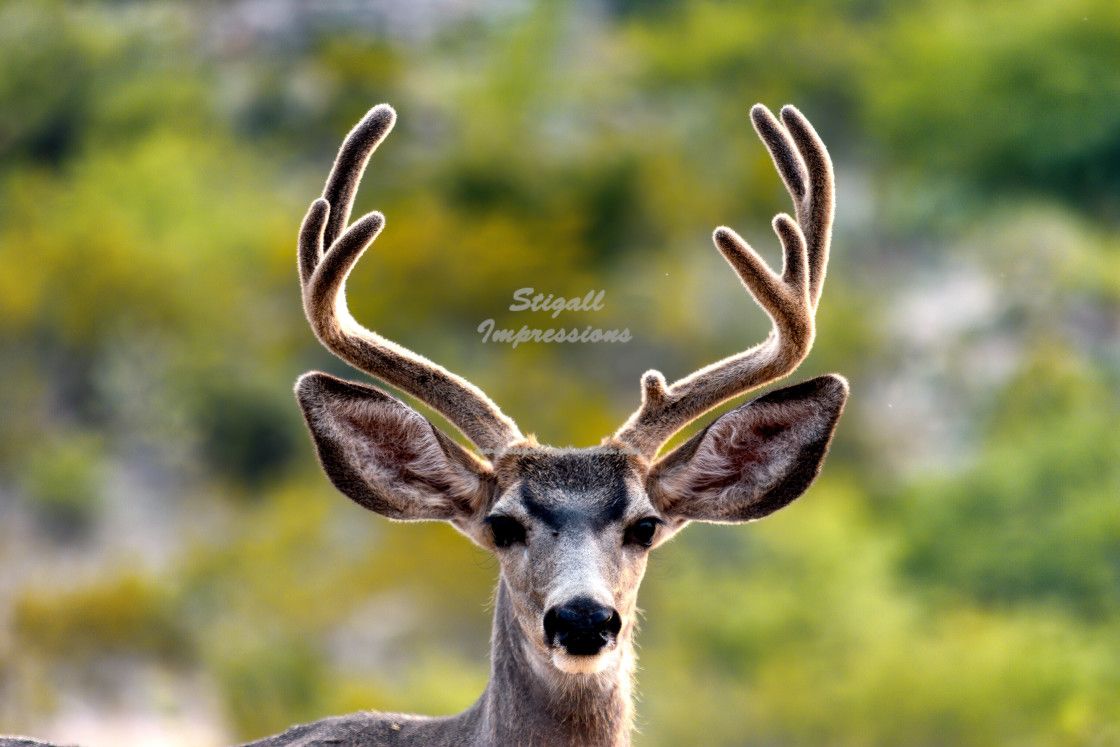 StigallImpress1's tweet photo. Mule Ears. A Mule Deer buck showing off his "Mule Ears". This photo won a Picfair Star. #photography #nature #naturephotography #wildlife #deer  #muledeer https://t.co/AW8LqI3KDk