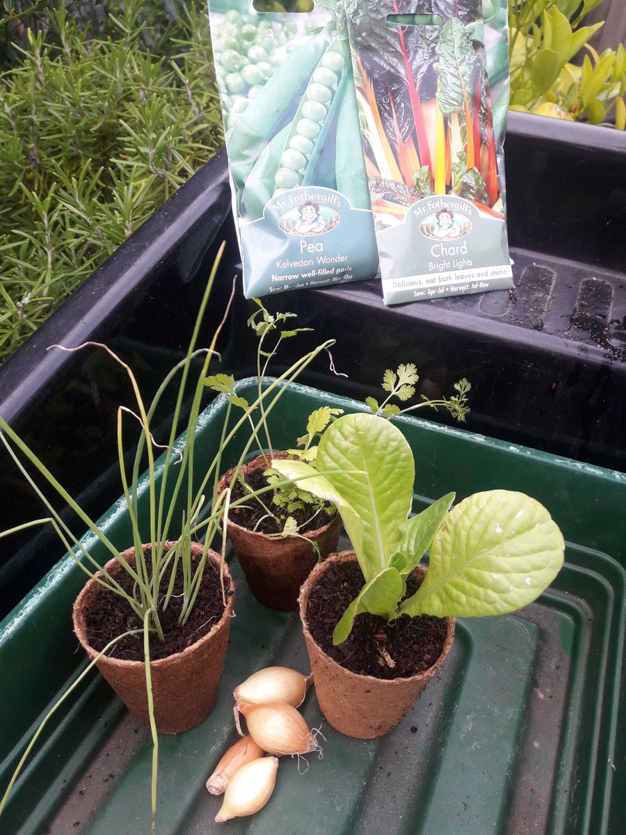 FletchCath's tweet photo. Tomorrow (3 til 5) and Saturday (11 til 1) @havencentre 

Sign up for free growing packs for home gardening, collect packs, or sign up for delivery later.

Garden, balcony and indoor packs. Includes starter compost, plants and seeds. 💚🌱

Part of @BhamMother home growing scheme. https://t.co/WJbkuSnlYH