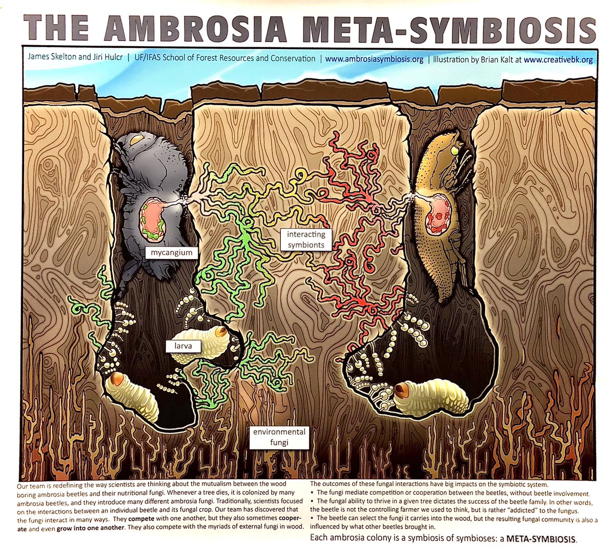 Sci-art is such a great tool to communicate science... Nature is such a great inspiration #sciart #ambrosiabeetles