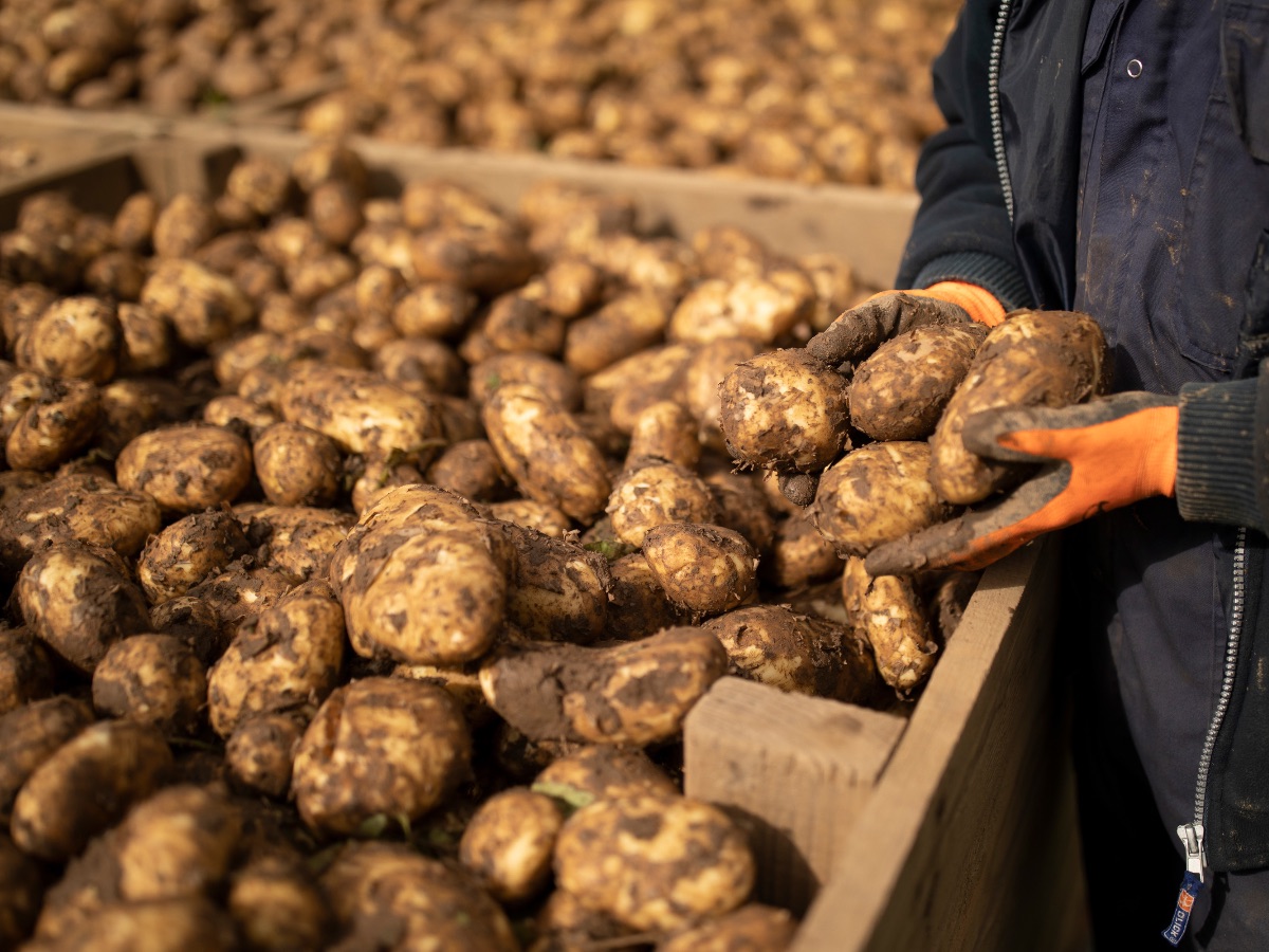 New Season Potatoes now available - eepurl.com/hdIC5L