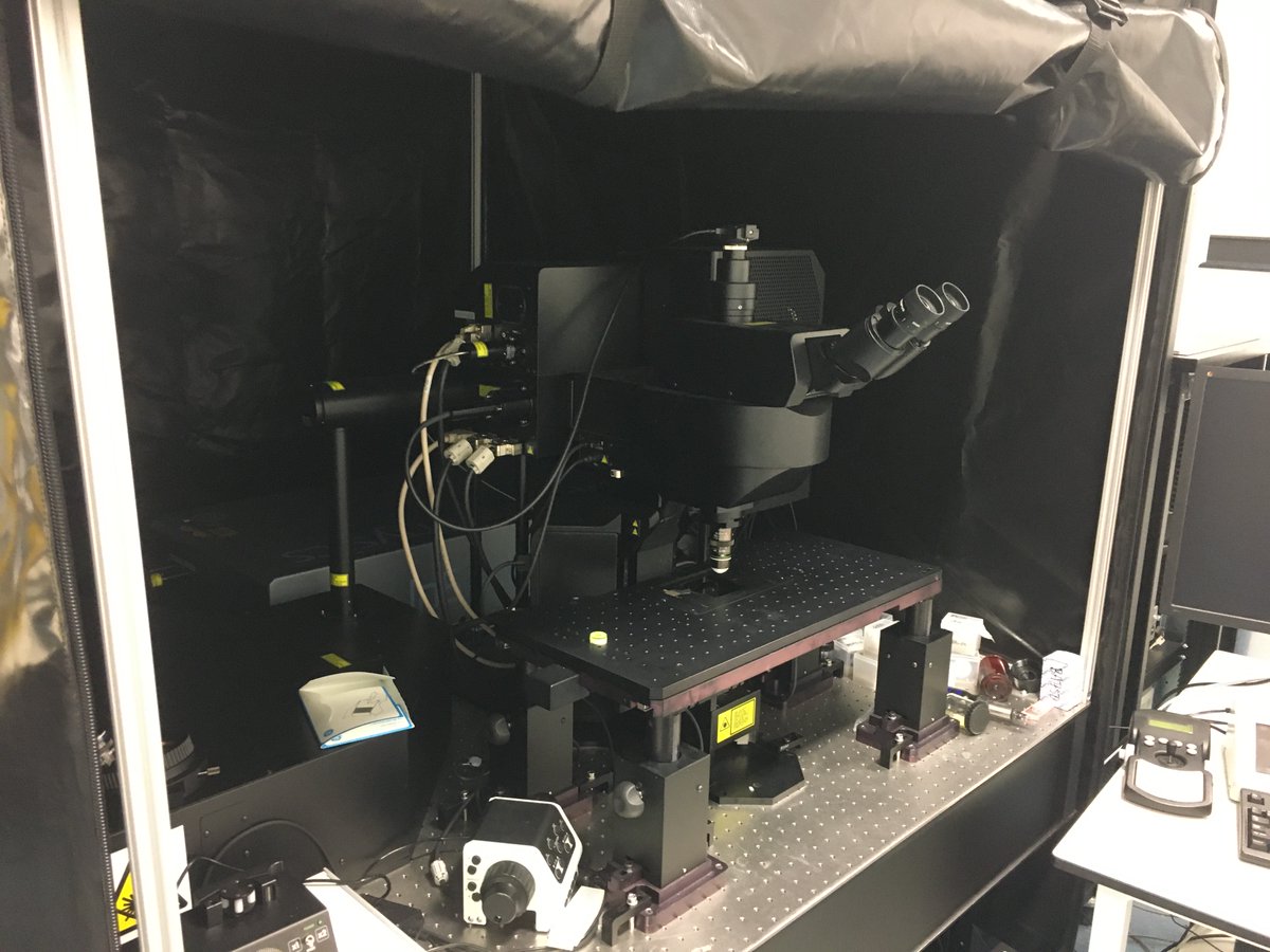 Hey old friend! I missed you! @dean_kavanagh certainly has been taking care of you. #imaging #multiphoton #twophoton #microscopy ❤️🔬🔬❤️