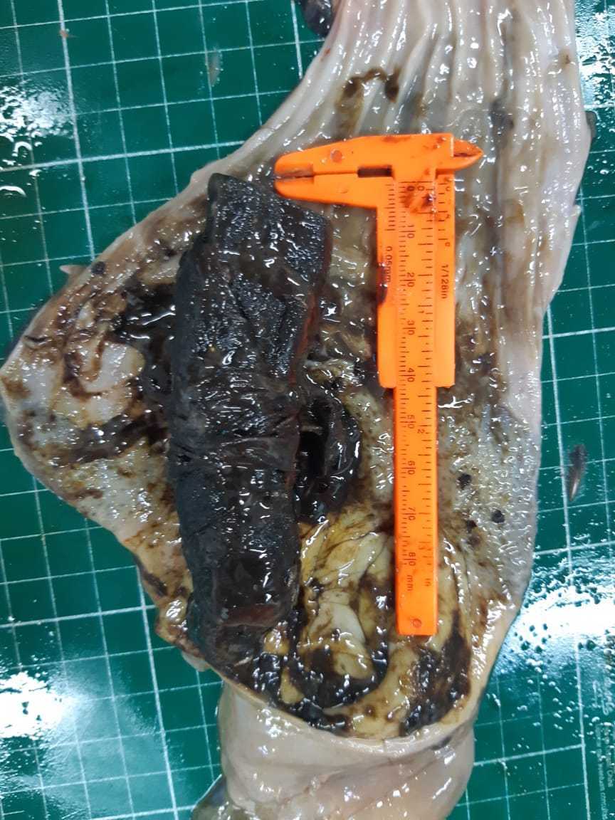 PowellGeorge's tweet image. This poor little penguin washed up on a beach in Sao Paulo  with an N95 mask in its stomach 😷🐧 #Brasil #COVID__19 
More info in Portuguese here: institutoargonauta.org/pinguim-e-enco… 
📷 :  Instituto Argonauta
