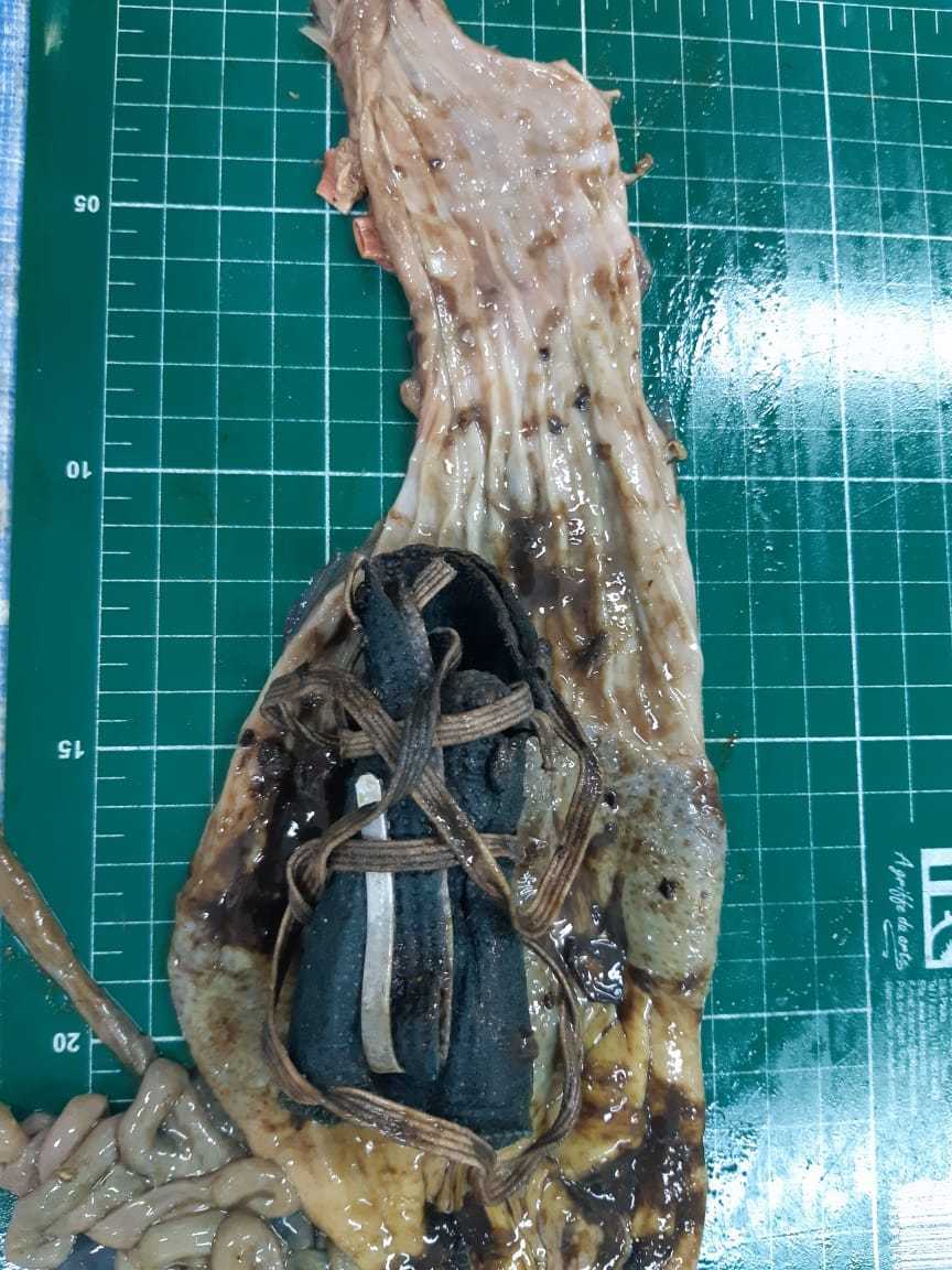 PowellGeorge's tweet image. This poor little penguin washed up on a beach in Sao Paulo  with an N95 mask in its stomach 😷🐧 #Brasil #COVID__19 
More info in Portuguese here: institutoargonauta.org/pinguim-e-enco… 
📷 :  Instituto Argonauta