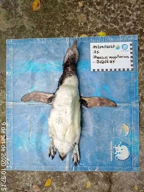 PowellGeorge's tweet image. This poor little penguin washed up on a beach in Sao Paulo  with an N95 mask in its stomach 😷🐧 #Brasil #COVID__19 
More info in Portuguese here: institutoargonauta.org/pinguim-e-enco… 
📷 :  Instituto Argonauta