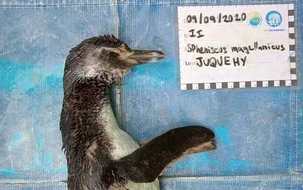 PowellGeorge's tweet image. This poor little penguin washed up on a beach in Sao Paulo  with an N95 mask in its stomach 😷🐧 #Brasil #COVID__19 
More info in Portuguese here: institutoargonauta.org/pinguim-e-enco… 
📷 :  Instituto Argonauta