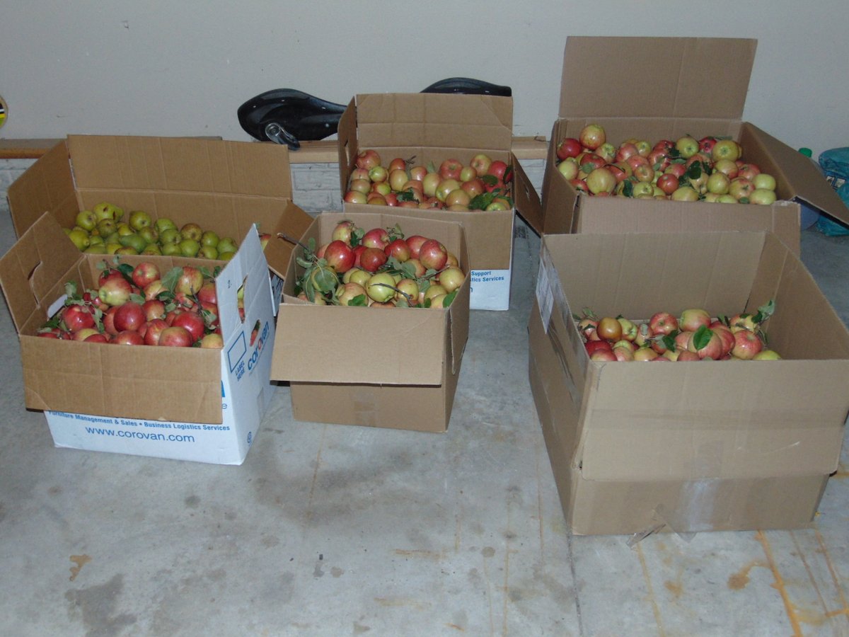 BruceTaxCPA's tweet photo. #IowaCPAserve2020  Donated 326 lbs of apples and pears to Grimes Storehouse #FoodPantry. https://t.co/az4J7vpHRu