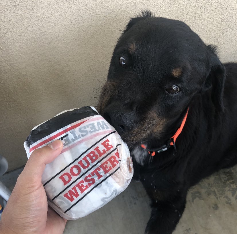 dejaydejayy's tweet photo. You’re now in a better place and WE love you unconditionally... 
Your cute face and big O paws brought light to my day. My sweet thing ..Thank you for all your wet kisses and love. 
Rest Easy Handsome! 👼🏽 🐶 

-Dexter https://t.co/bZEmVWZHrG