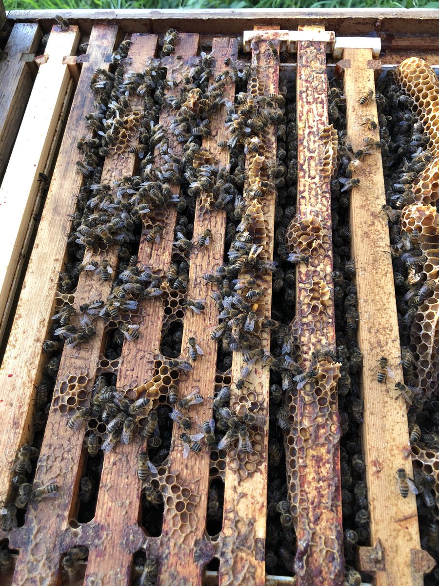OldBills's tweet photo. This evening our bee keepers Roy and Jack were checking up on our apiaries, placing clearing boards and one way valves in anticipation of the honey harvest to come #bees #oldbillsbees #beekeeping 🐝🍯 https://t.co/ibZeQ89J2P