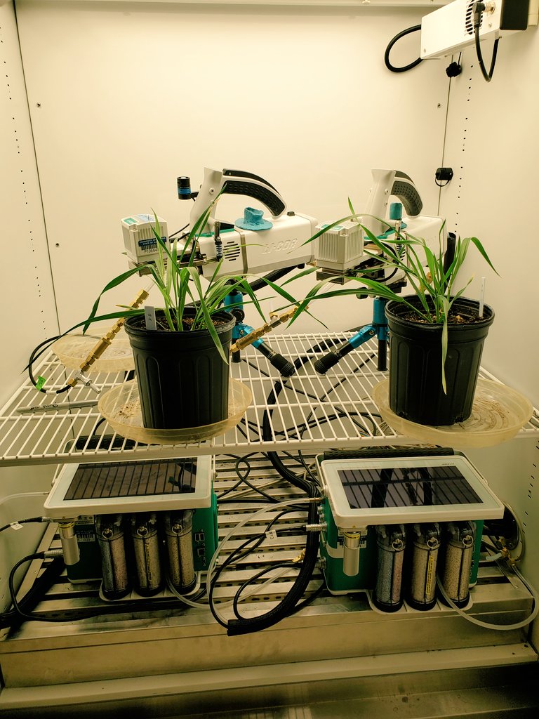 jenquebe's tweet photo. Measuring with some special machines this week... #licorswithhats @LICOR_ENV @UofIResearch @leakey77 https://t.co/L4tJ3yaF5u