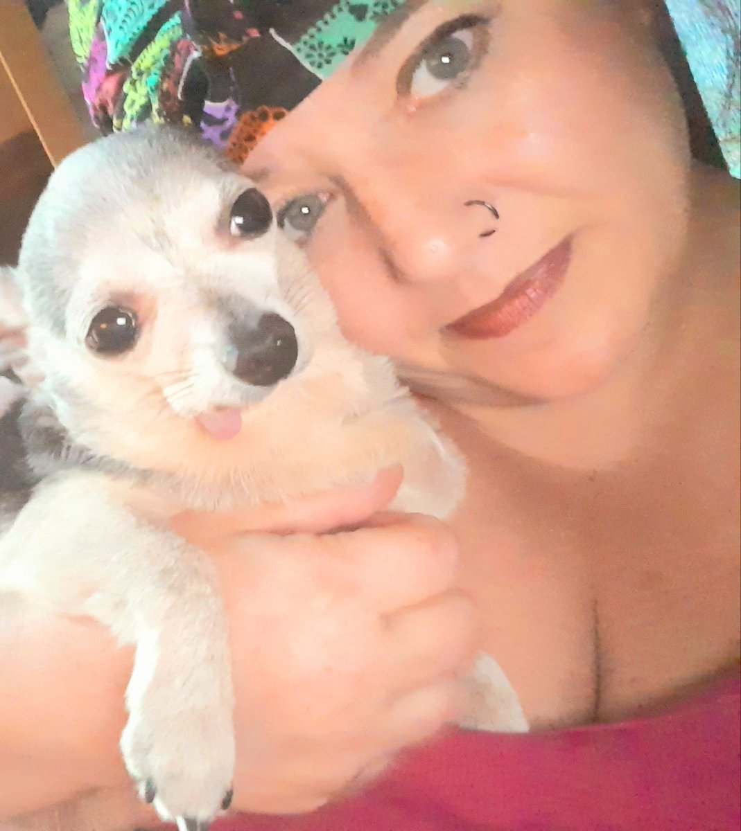 Genia_Scorpio's tweet photo. Your daily dose of Leroy James 
He is feeling alot better  after his dental surgery and he is learning to eat better without teeth
#Chihuahua #spoiled #rescued #AdoptDontShop #toothless https://t.co/wWZ4sOILYn