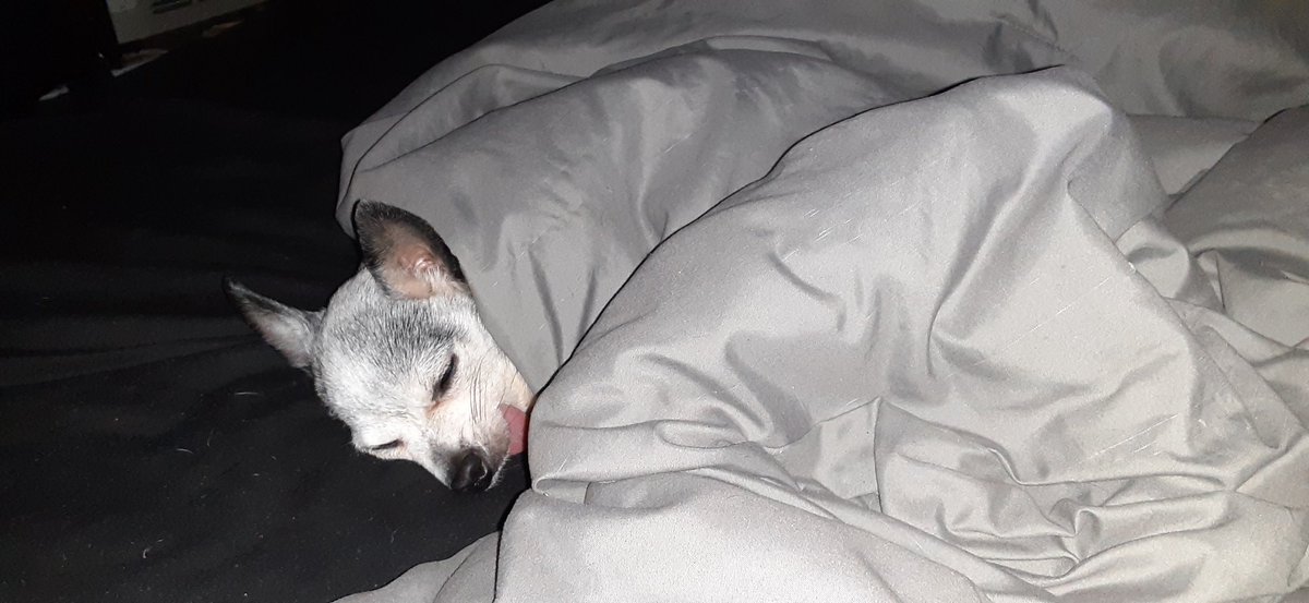 Genia_Scorpio's tweet photo. Your daily dose of Leroy James 
He is feeling alot better  after his dental surgery and he is learning to eat better without teeth
#Chihuahua #spoiled #rescued #AdoptDontShop #toothless https://t.co/wWZ4sOILYn