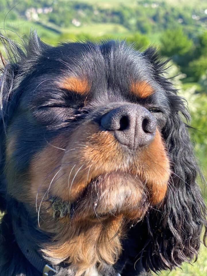 Dear #cavpack, as Boris’s dad I just want to say thank you for all the love you have shown me and Andrea over the last few days. From the day he arrived he gave us nothing but joy, and we miss him greatly💔💔 @andreaclarke121