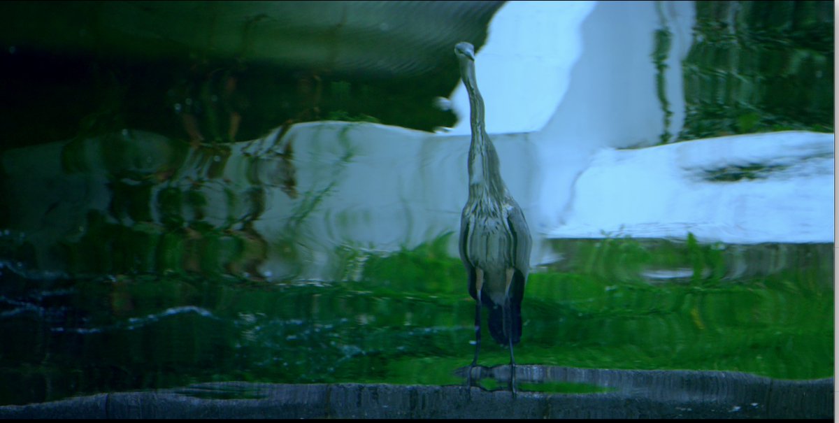 lukemcmanus's tweet image. This guy? I think this was our first proper day of shooting and possibly even our very first shot #circularline #fillumchat #culturenight @CultureNight @paddyjordan78