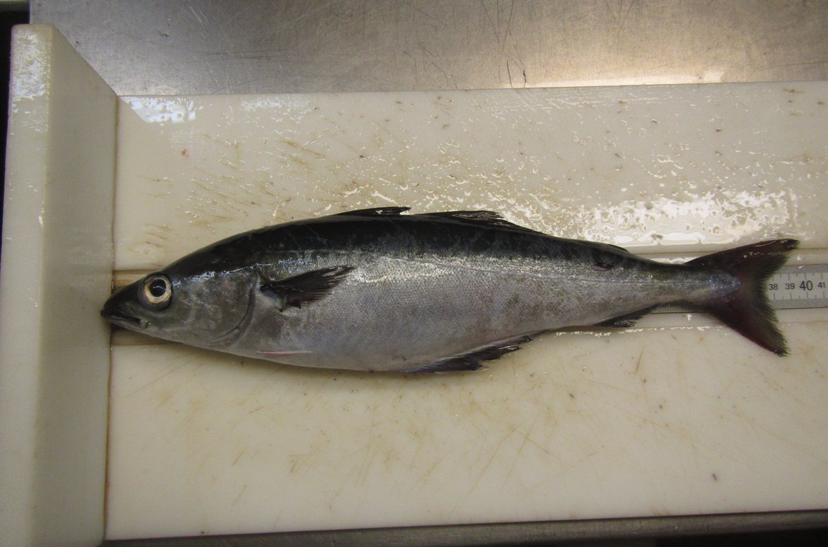 For most fish and invertebrates caught, length and weight measurements are taken to monitor condition or plumpness. Some species are sampled to determine sex and maturity, and to identify their diet and feeding habits.