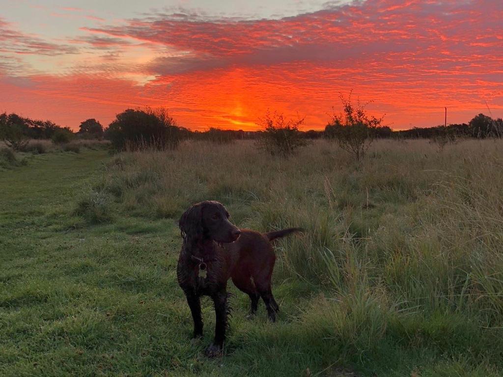With the shooting season upon us &amp; the rise in £££ for working dogs, they are being stolen. 8 stolen from <a href="/bedspolicerural/">Beds Police Wildlife & Rural</a> - 1 since recovered. Advice on how to protect them at the bottom of this article👇🏽 cambs.police.uk/news-and-appea…  #opmarley #ruralcrime #RCAT