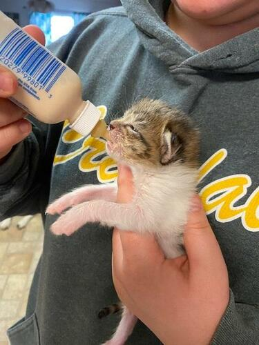txpawprints's tweet photo. We just raced past the halfway point to our goal 🎉

Thank you to the anonymous donor who gave $500!

There's still time to make a difference for cats and kittens like the little one you see below.

https://t.co/tzStcOg5Ix

#NTxGivingDay #whyigive #fundraising #AdoptDontShop https://t.co/MBQE04fEU3