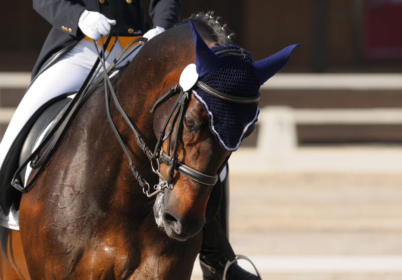 Times for our British Dressage can be found on our website here.  Please adhere to our COVID guidelines.  We are all in this together.  boldheathequestrian.co.uk/content/britis…