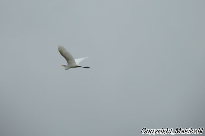 タンチョウのtwitterイラスト検索結果 タンチョウのtwitterイラスト検索結果