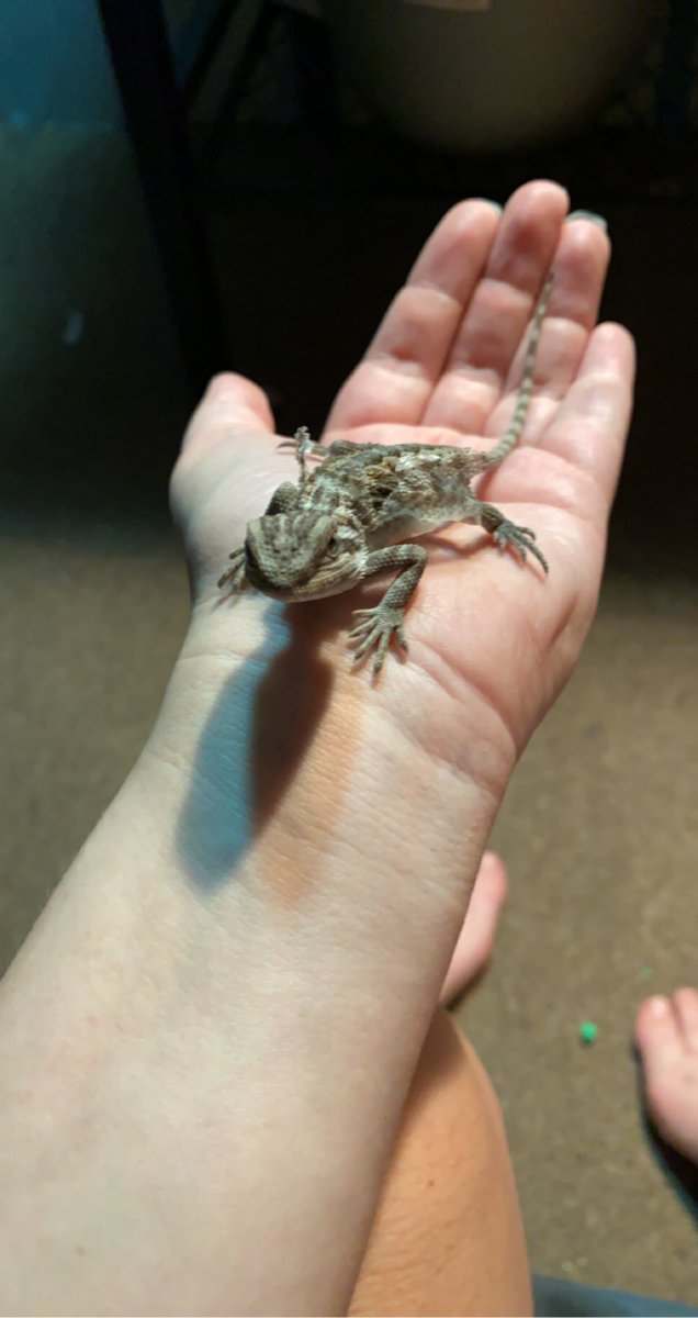 LexiFaith0623's tweet photo. Got a new baby bearded dragon. Her name is Kiwi https://t.co/v1MyNRSyf0