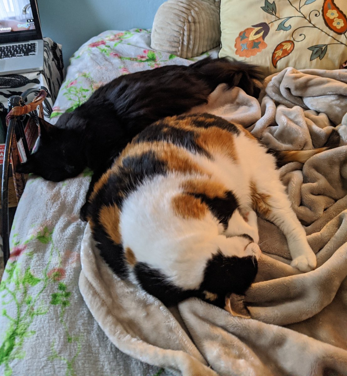 juulesrose's tweet photo. its the slight cuddle progression🥺 https://t.co/u256cJW5UY