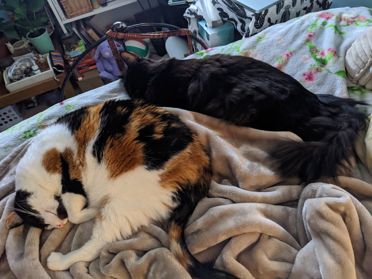 juulesrose's tweet photo. its the slight cuddle progression🥺 https://t.co/u256cJW5UY