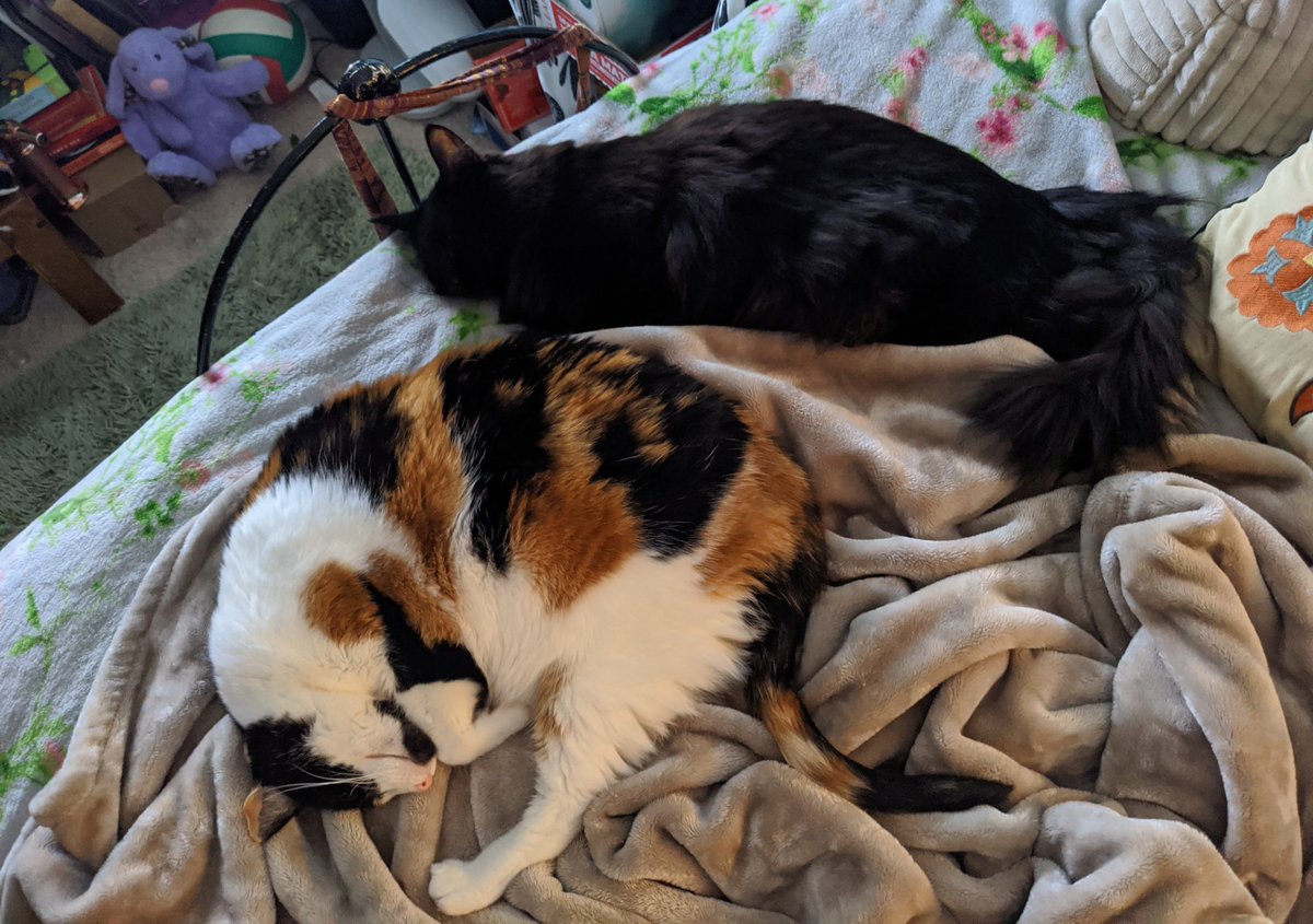 juulesrose's tweet photo. its the slight cuddle progression🥺 https://t.co/u256cJW5UY