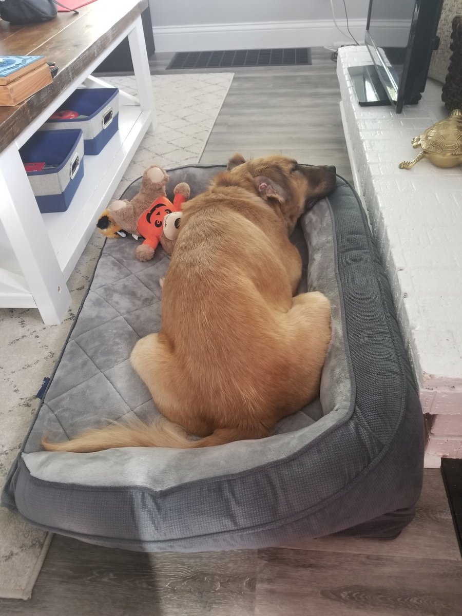 madmarich_'s tweet photo. Welcome home Peggy Barker! (formerly Lola)
Named after Peggy Baker Park, where Josh and I grew up!
We love you sooooo much! 
Thank you @FranklinCoDog! 💗 https://t.co/IDjLxFbeq7