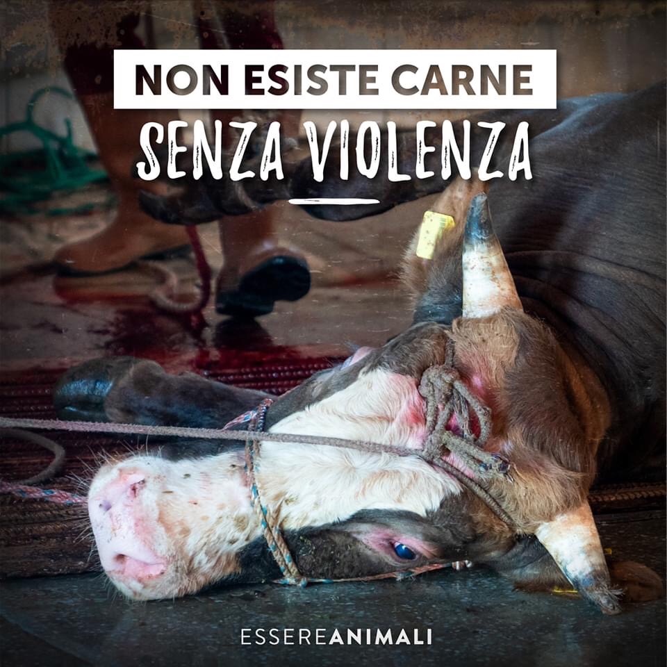 partigianovegan's tweet photo. Sono diventato pompiere per salvare tutti...
Ho smesso di mangiare animali per salvarli tutti.
#GoVegan senza se e senza ma https://t.co/mI38I80yPg