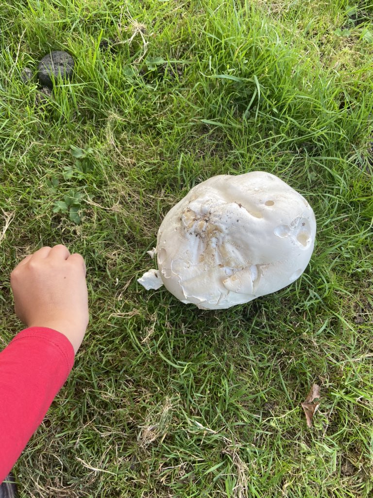 KerrieGibbons's tweet photo. These puffball mushroom found in our horses field tonight! Mahusive! @rivercottage Weโve seen your mushroom stuffed recipe! @MushroomCouncil #mushroom #makeroom #theyscareme https://t.co/4D4fmukFe0