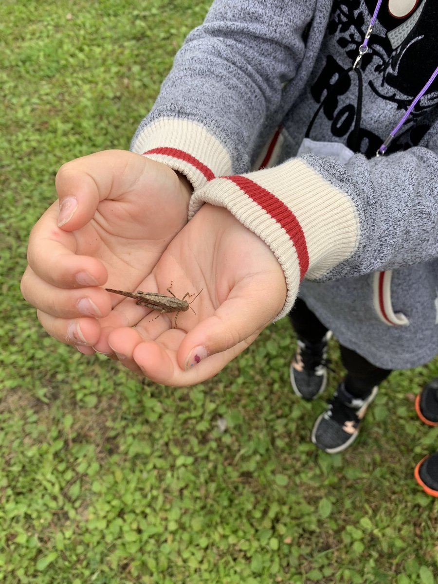 A perfect day to take our learning outside. We explored the school yard as we searched for living and non living things. Look what we found! ☀️🕷🦗🌲<a href="/LakeSimcoePS/">Lake Simcoe PS</a> <a href="/JJrhenderson/">Jennifer Henderson</a>