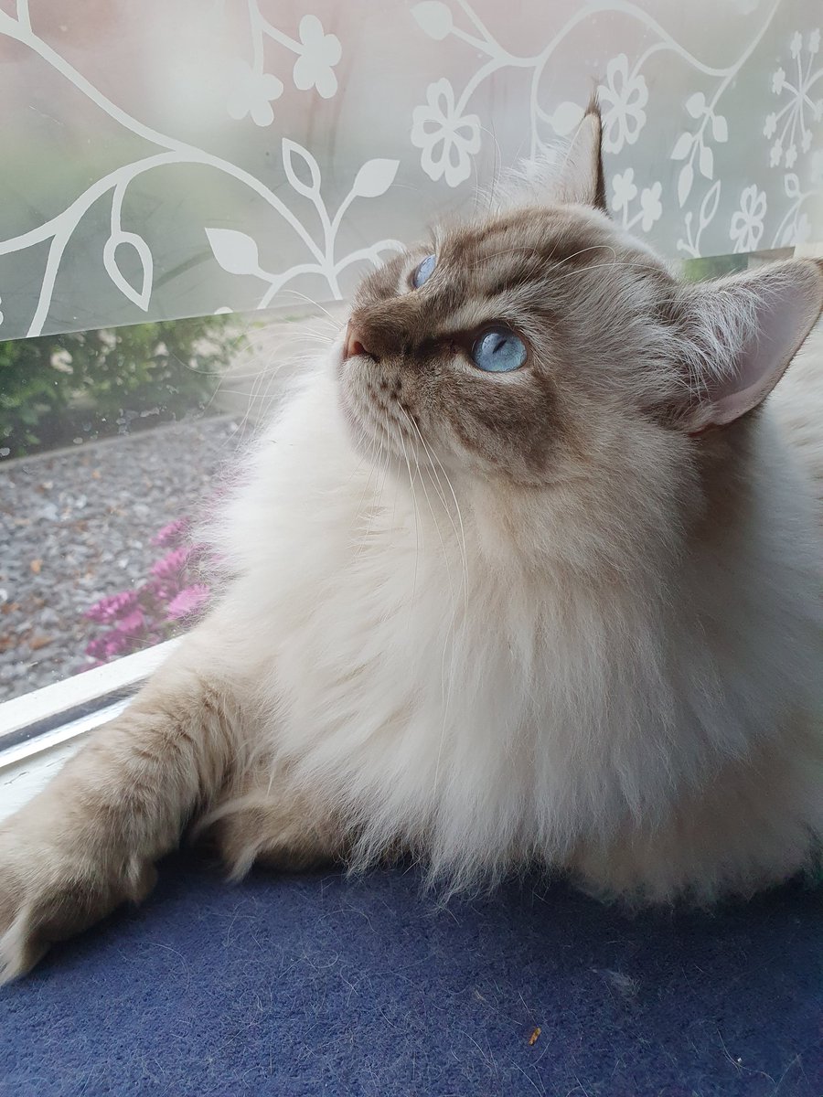 Have been in a bit of an art slump lately since I drew so much for artfight! So have a photo of my Ragdoll Tinkerbell to make up for it! #ragdoll