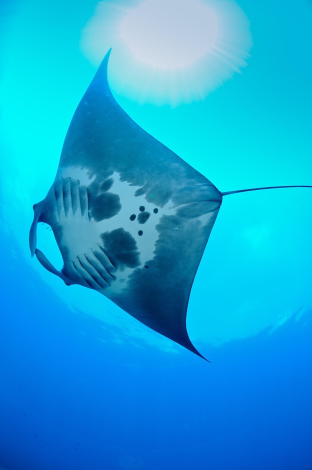 #WorldMantaDay DYK manta rays have unique spot patterns on their belly that can be used to distinguish individuals similar to human fingerprints? Scientists photograph manta ray undersides to track movement patterns. You can help! Send your manta ray photos to manta.ray@noaa.gov.
