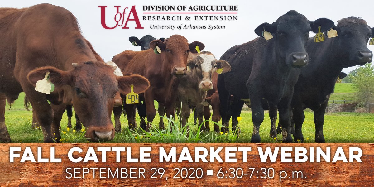 UAEX_CATTLE's tweet photo. Join us for a free webinar Sept. 29 when we’ll discuss current cattle market conditions and what to expect this fall. We’ll talk about factors affecting bid price, calf management, supplemental feeding for preconditioned marketing and more. Register at https://t.co/3AzS65aJ55 https://t.co/slidQfMyZw