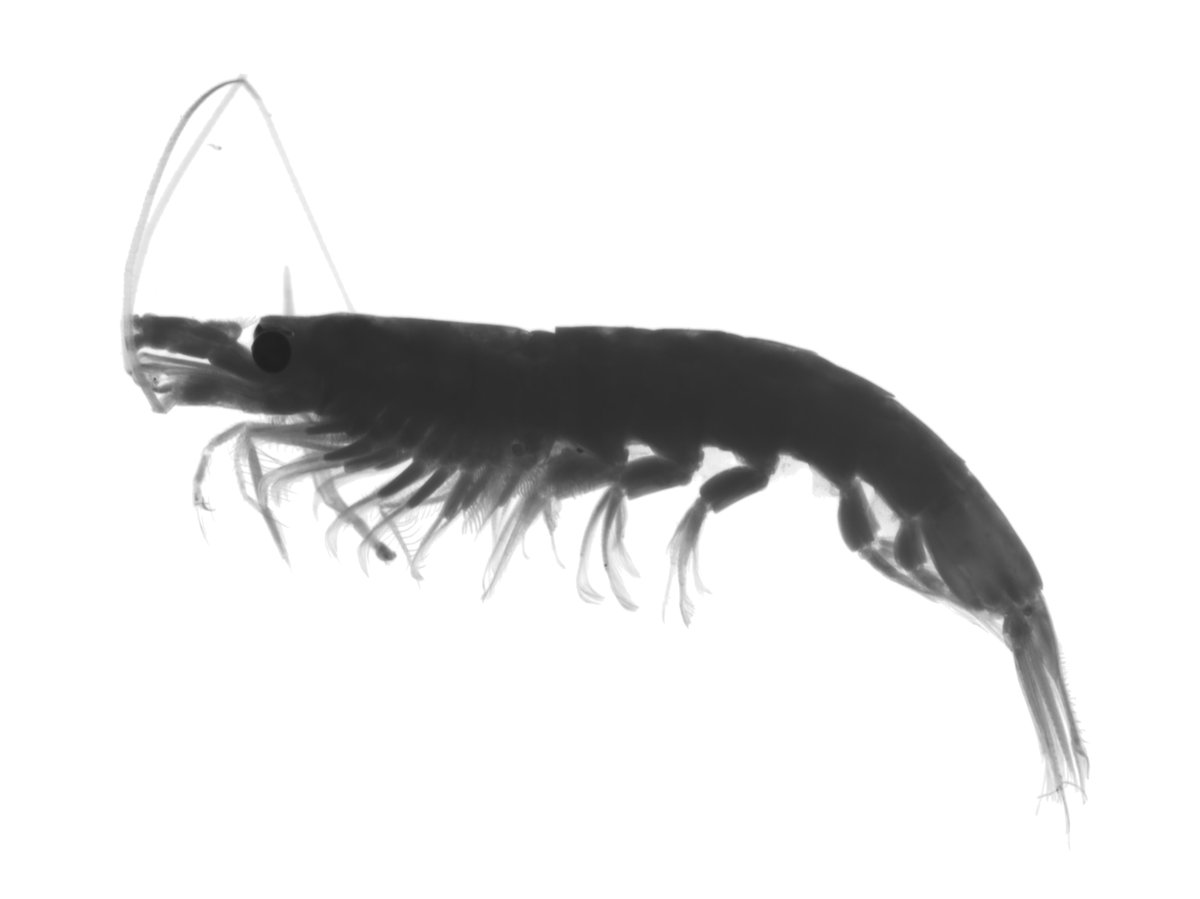 Leocadio Blanco-Bercial tweet media