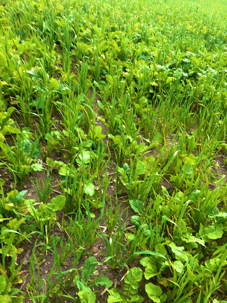 A little #covercrop20 update on a Thursday! <a href="/AllegiantSeed/">AllegiantSeed</a> economy mix looking great. A lot of cow chow in this field! <a href="/ChsAg/">CHS_AG</a> @CHSAgronomy