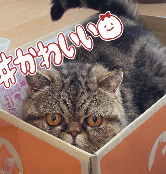 猫は世界一可愛い生き物のtwitterイラスト検索結果 猫は世界一可愛い生き物のtwitterイラスト検索結果