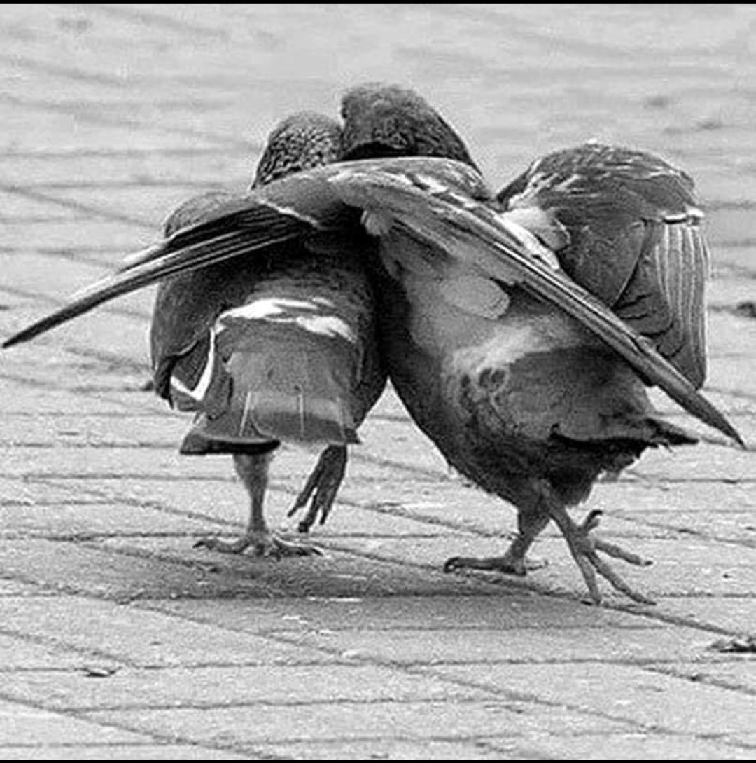 Punty 🫧. tweet media