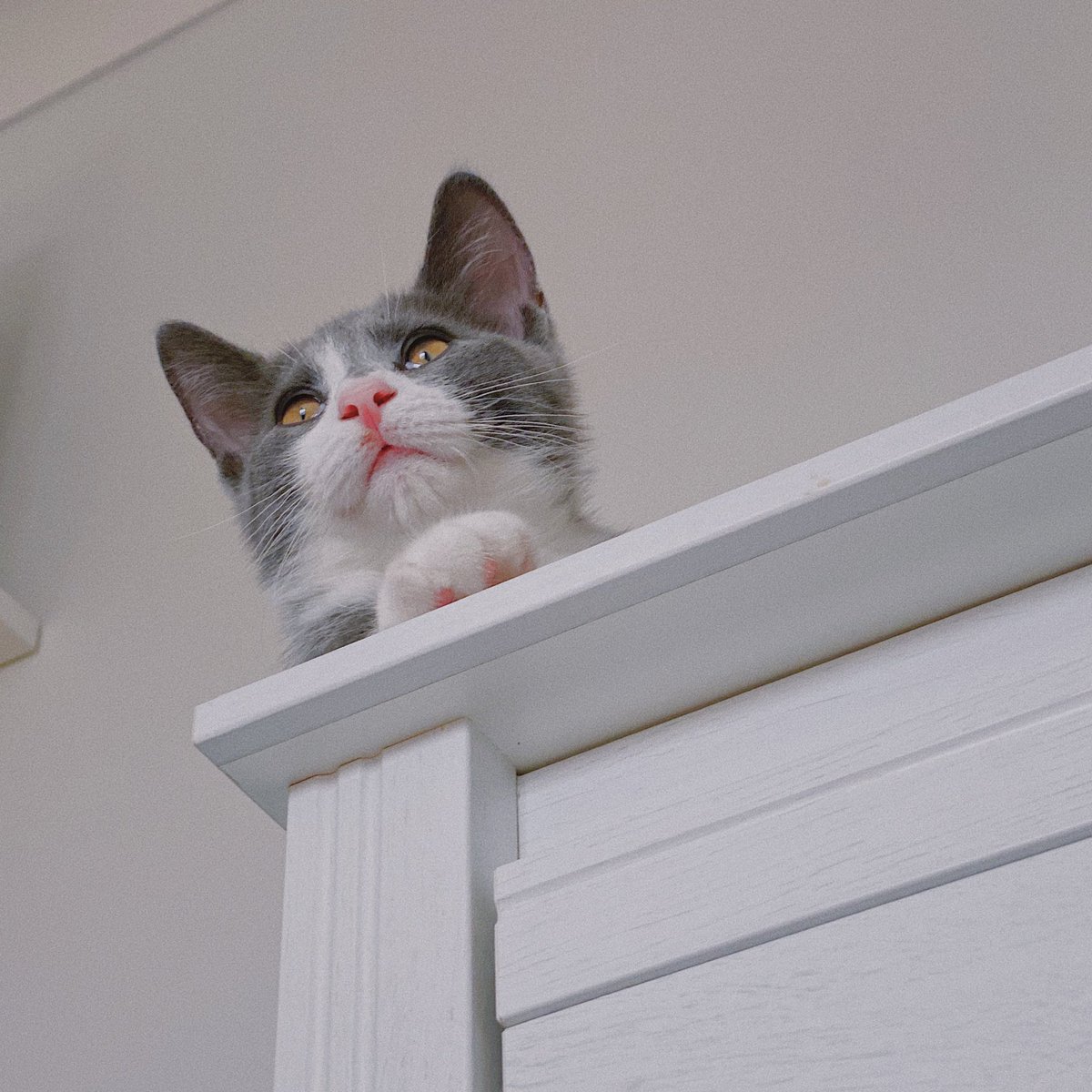 kickthepj's tweet photo. fuji is a peculiar little grey goblin but i love her and i’m glad she’s happy here 🤍 (also why is she the crying cat meme in the first picture?) https://t.co/Z0XUDz7qKy