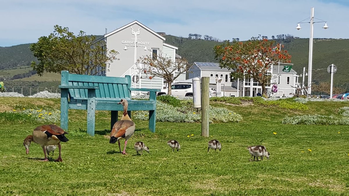 LoveEnglandSA's tweet photo. Mom, dad and kids enjoying spring on the lawn https://t.co/fguuDioSFJ
